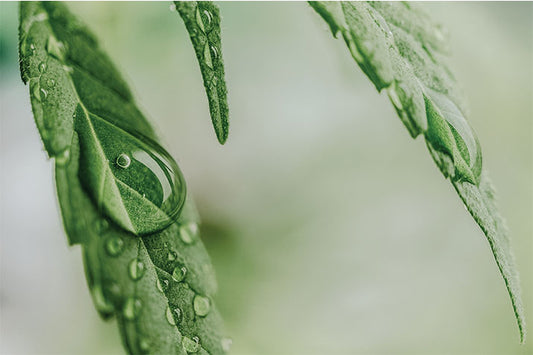 Agua goteando de una planta de cáñamo
