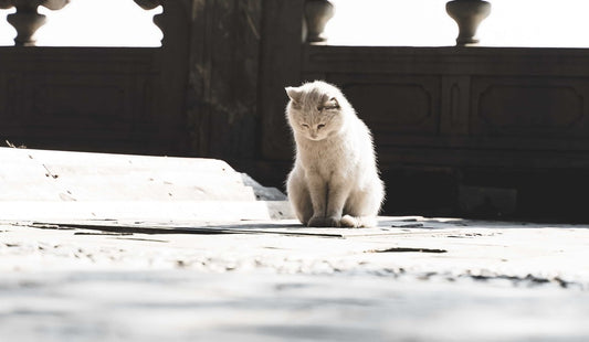 Cat looking at the ground
