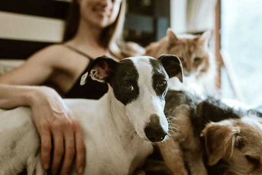 Perro y gato como mascotas