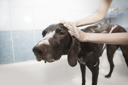 Un perro negro se lava en la bañera.