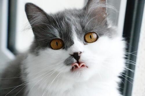 Un gato se lame los labios y mira a la cámara.