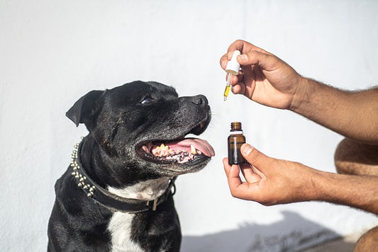 Un perro negro recibe CBD para perros.