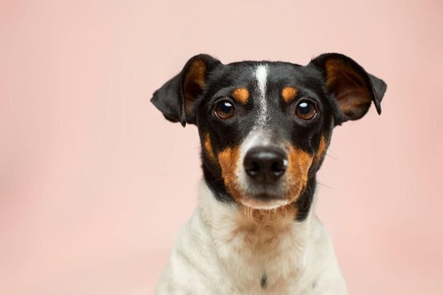Un perro frente a un fondo rosa.