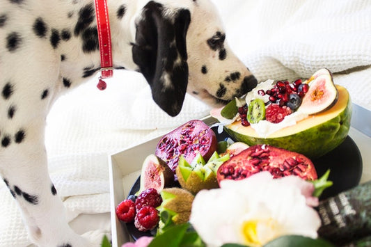 Un perro come fruta.