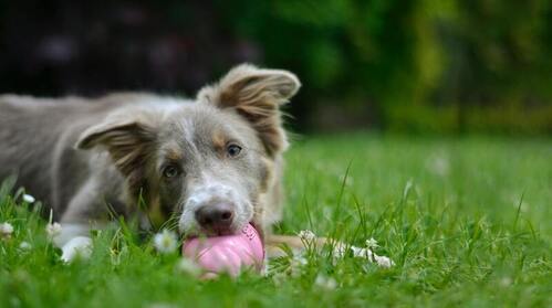 que le puedes dar a un perro para el picor de ojos