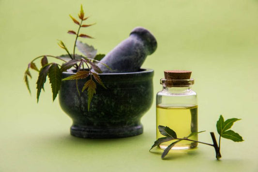 El aceite de CBD se encuentra junto a las plantas de cáñamo.