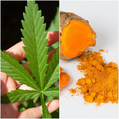 cbd con curcumina y piperina