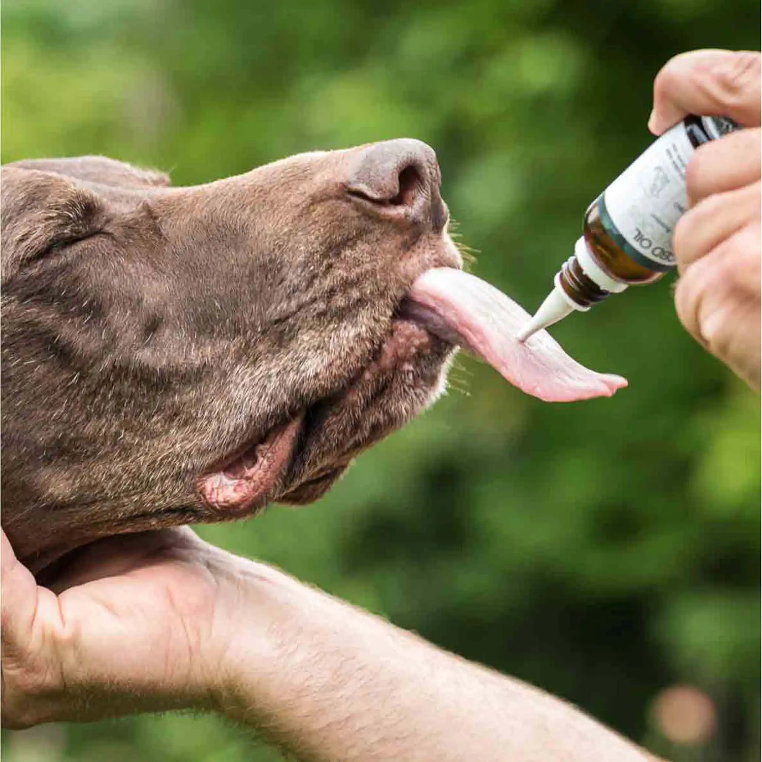 un perro marrón lame el frasco de CBD