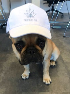 Un perro lleva una gorra de Nordic Oil
