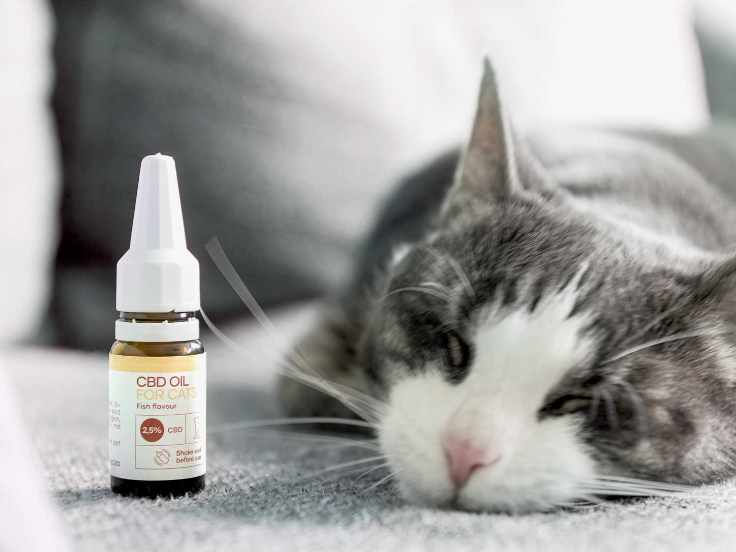 Un gato gris duerme junto a una botella abierta de Aceite CBD para Gatos - Pescado - (2,5%)