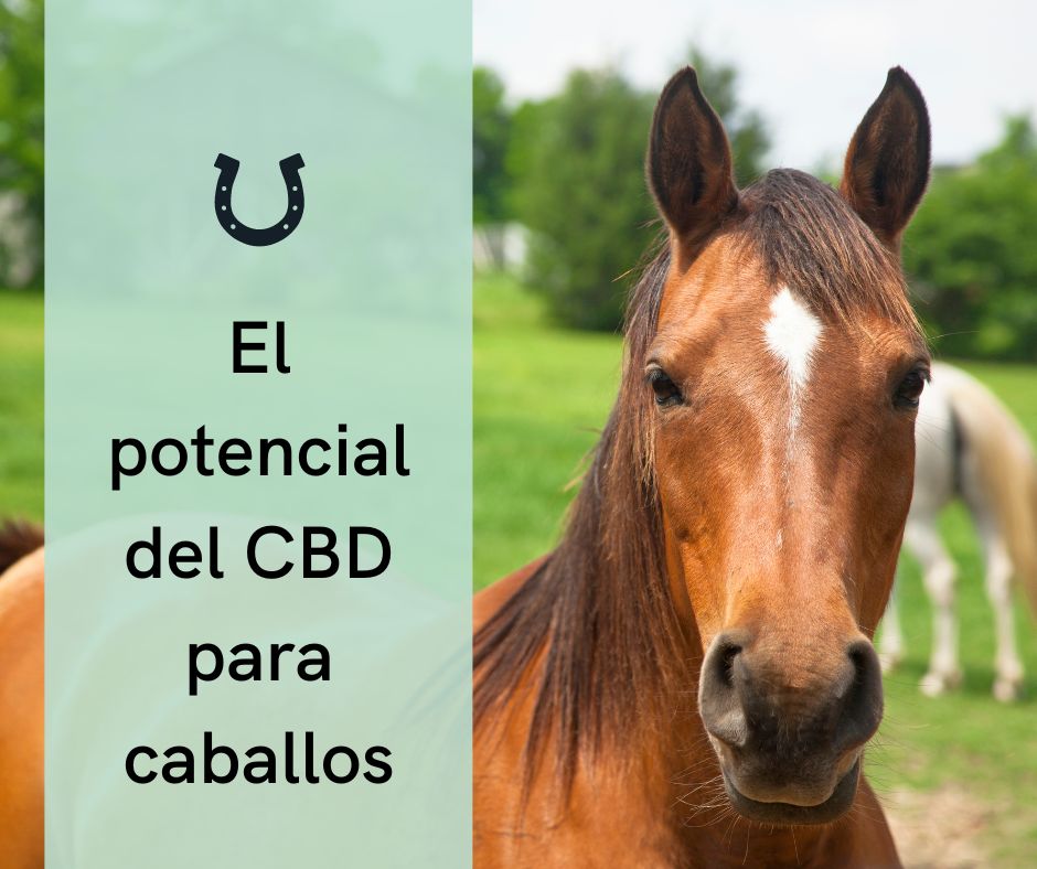 Aceite de CBD para calmar a los caballos: Cómo funciona y cómo usarlo