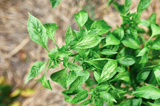 albahaca en el jardin