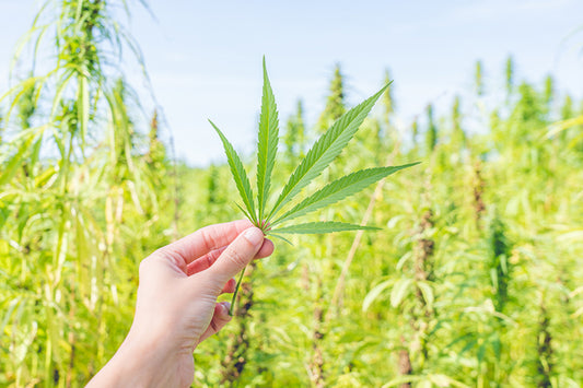 Una mano sostiene una planta de cáñamo 