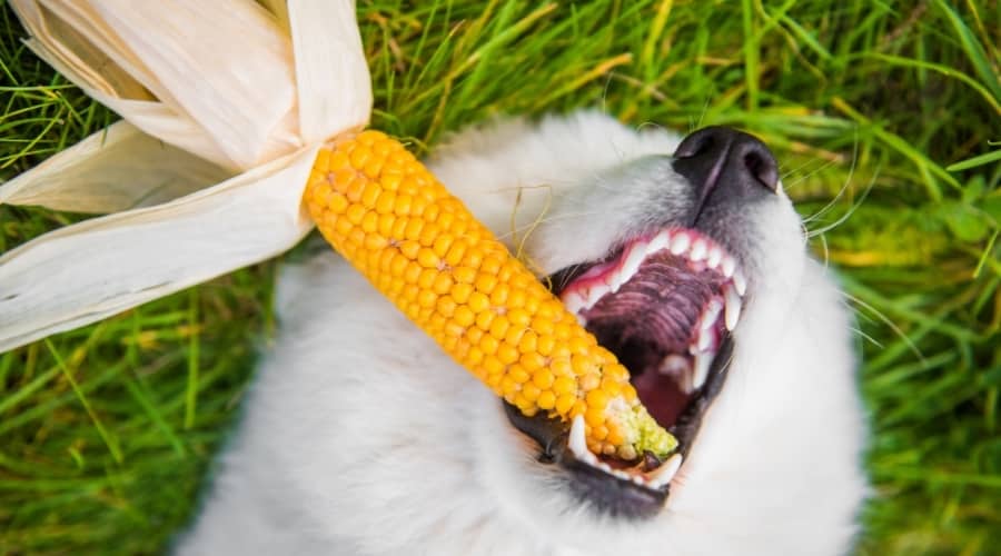 Un perro blanco tiene una mazorca de maíz en la boca.