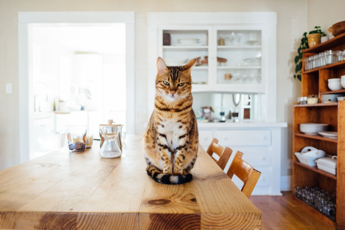 Gato sentado en la mesa