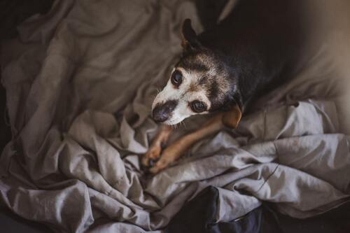 Un perro se sienta en una cama gris.