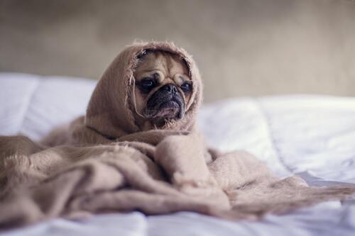 Un perro sentado en una cama y envuelto en una manta.