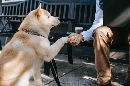 Un perro rubio le da la mano a un hombre en un banco.
