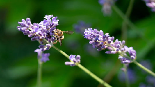 Planta de linalool