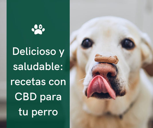 recetas de cbd para perros