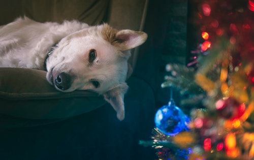 Un perro tumbado en un sofá junto a un árbol de Navidad.