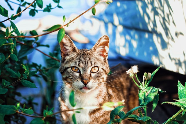 Un gato se para detrás de una planta y mira a la cámara.
