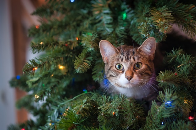 Un gato sentado en un árbol de Navidad.