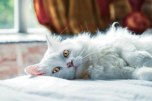 Un gato blanco yace en una cama blanca.