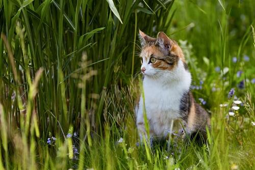 Un gato se sienta en la hierba alta.