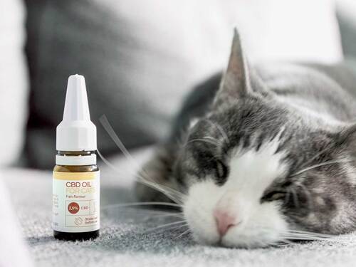 Un gato duerme junto a una botella de Aceite CBD para Gatos - Pescado - (2,5%).