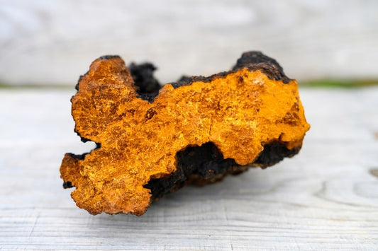 Chaga: milagro natural para la salud y el bienestar