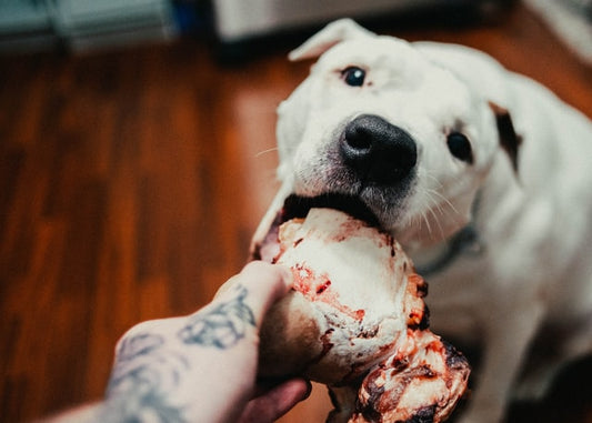 Un perro siendo alimentado.