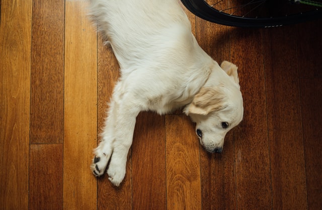 Un perro rubio está tumbado en el suelo.