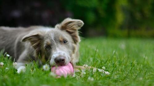 Un perro se tumba en la hierba y muerde una pelota rosa.