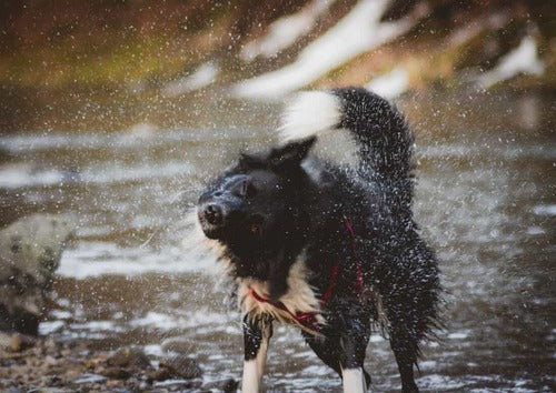 Un perro se sacude junto a un río.