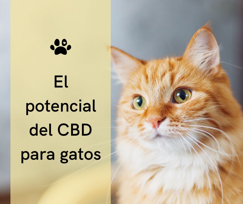 CBD para gatos estresados: Calmante natural