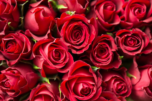 rosas rojas