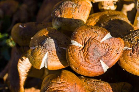 Setas Shiitake: Beneficios para la salud, ingredientes y propiedades curativas