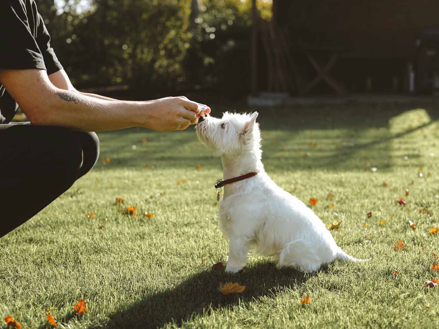 Un perro blanco tiene una botella de aceite de CBD en la nariz.