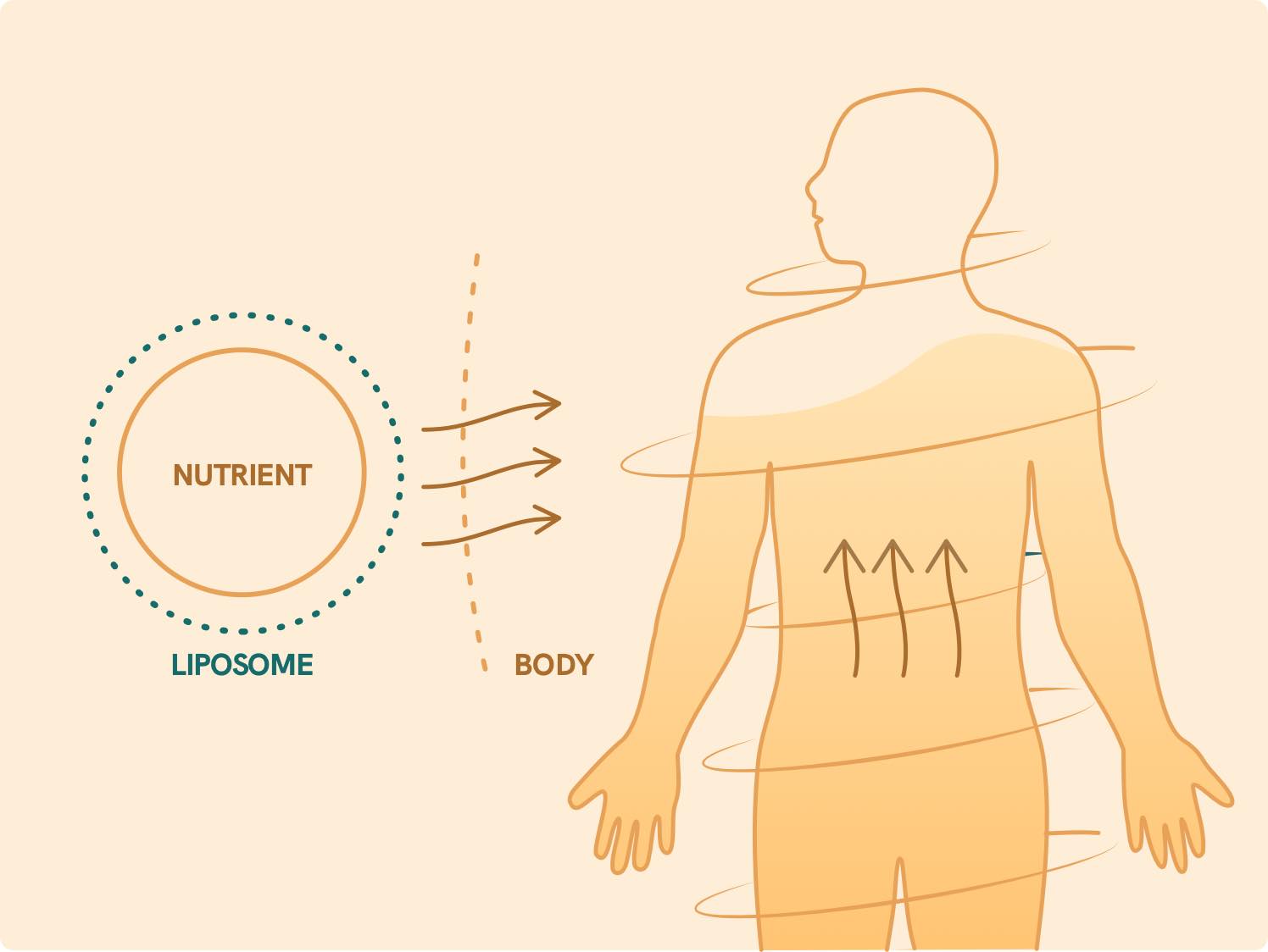 La ilustración de los liposomas de sustancias activas en el cuerpo.