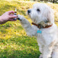 3POR2: Aceite CBD para Perros - Carne - (4%)
