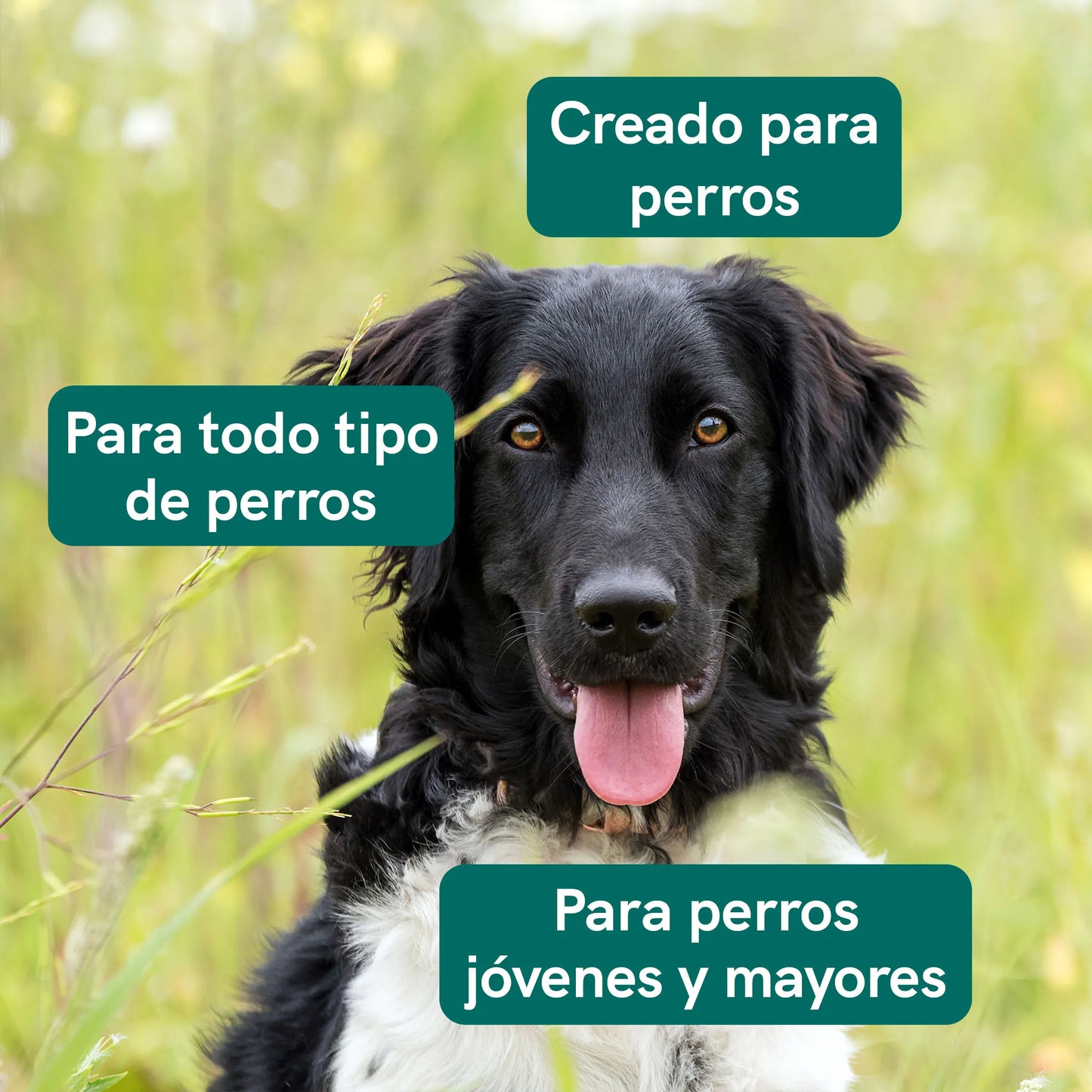 Aceite CBD para Perros - Carne - (2,5%)