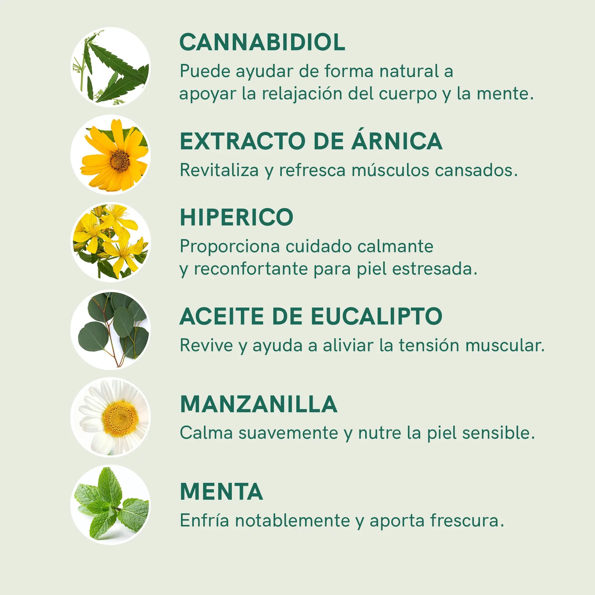 Infografía de ingredientes naturales para CBD: cannabidiol, árnica, hipérico, aceite de eucalipto, manzanilla y menta.